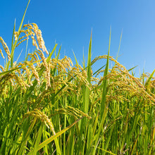 画像をギャラリービューアに読み込む, 店頭受取用 【推しの子】× 河川蒸気(かせんじょうき)2個入 新潟限定コラボ