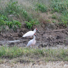画像をギャラリービューアに読み込む, 店頭受取用 【推しの子】× 河川蒸気(かせんじょうき)2個入 新潟限定コラボ
